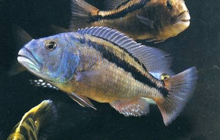 cichlids asia